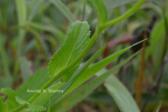 Senecio neelgherryanus